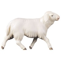 (0085) 800130 Schaf laufend