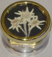 100-06-501 Trockenblumen Edelweiss schwarz 18Tonz