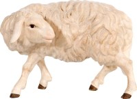 160 4135 Schaf zurückschauend